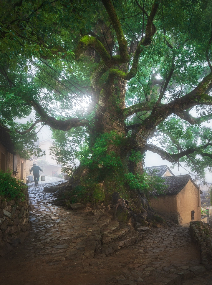 那村，那树，那人