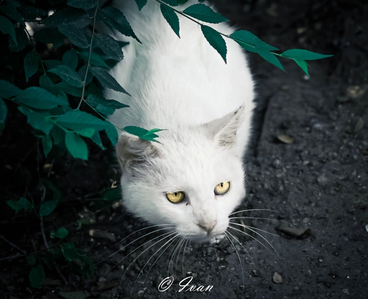 狩猎