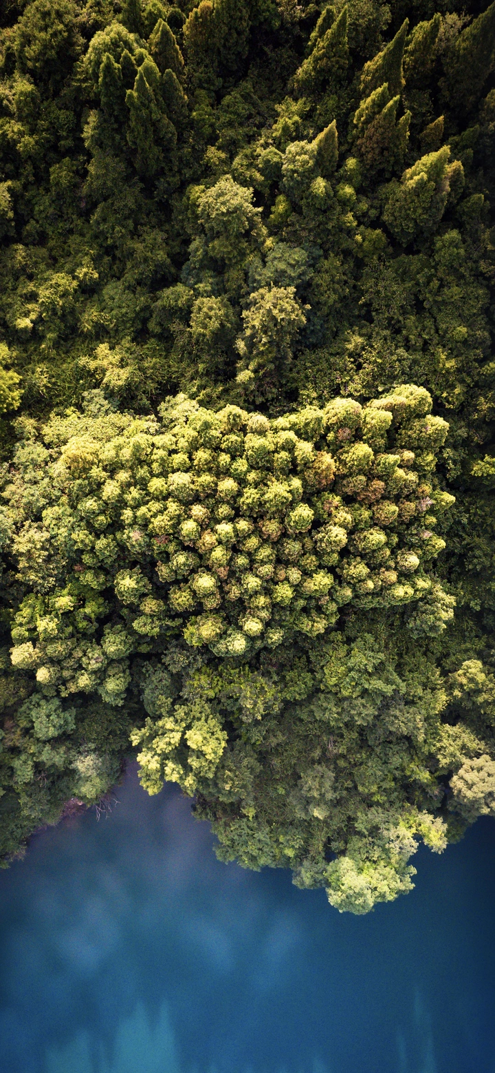 湖岸的繁盛丛林