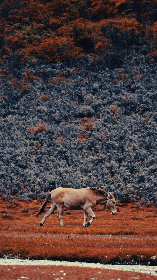 一匹棕色的马在一片开满红草的田野中奔跑 背景是一座山。