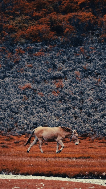 一匹棕色的马在一片开满红草的田野中奔跑 背景是一座山。