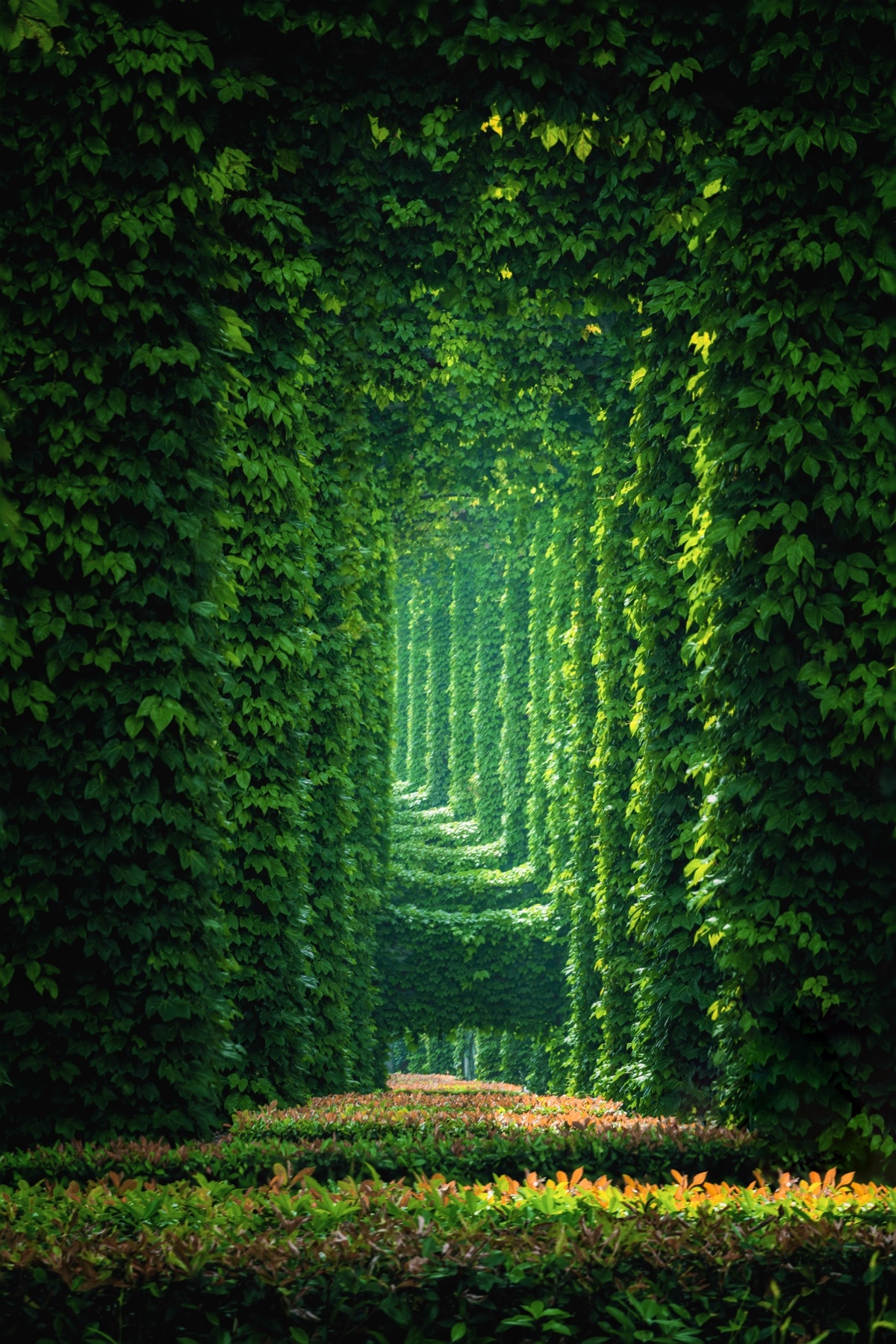 森林形状的隧道