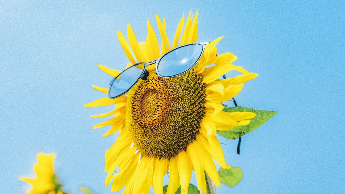 一张向日葵戴着太阳镜在蓝色天空中拍照的照片