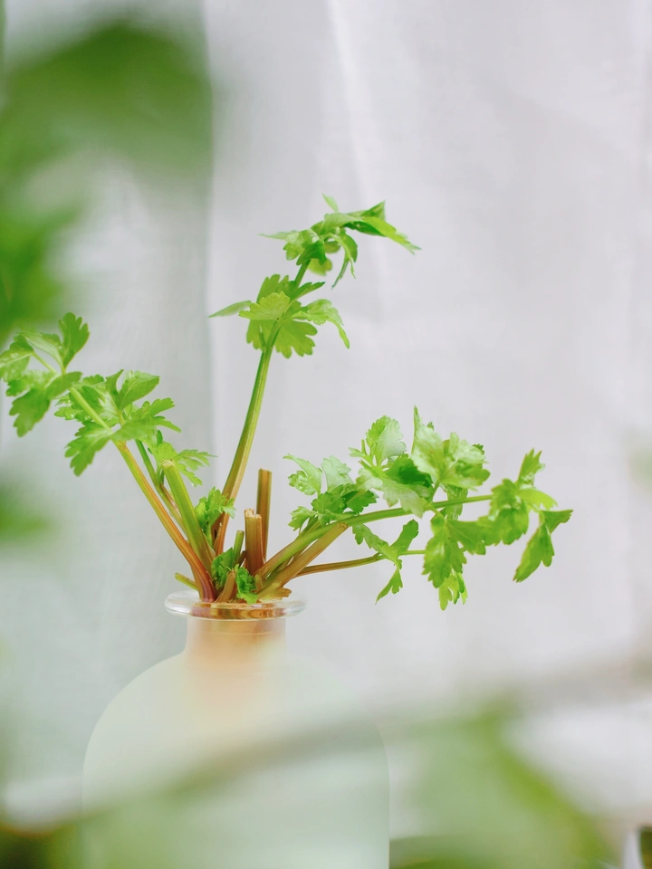 芹菜