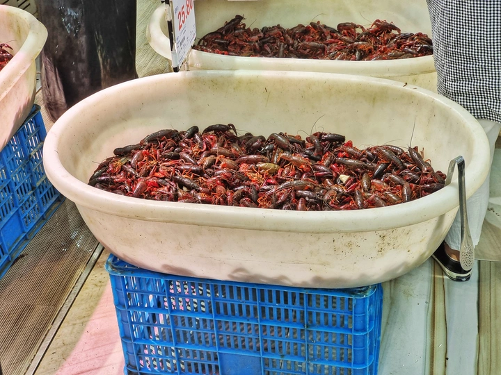 啊可爱的小龙虾