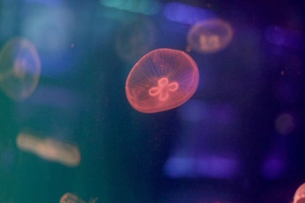 水族馆里的一堆水母