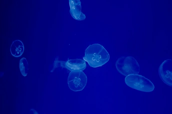 水族馆中游动的章鱼在蓝色灯光下