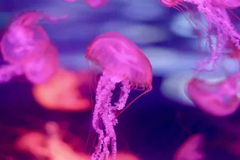 水下紫色光下海蜇游泳