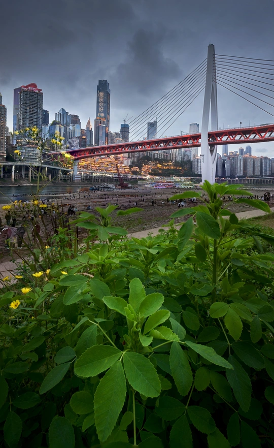 河上的城市 有桥和河对岸的天际线。