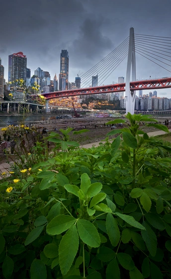 河上的城市 有桥和河对岸的天际线。
