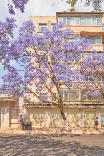 公寓楼前盛开着紫花树