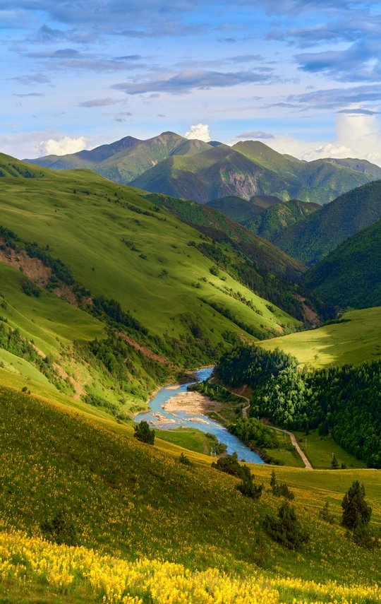 绿色山谷 黄色花朵 起伏的山丘