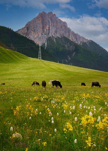 一片绿色的牧场 有山丘作为背景 草地上有花。