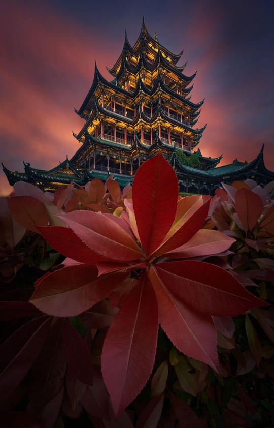 秋天日落时城堡的照片 塔楼前有一株植物 上面有一片叶子