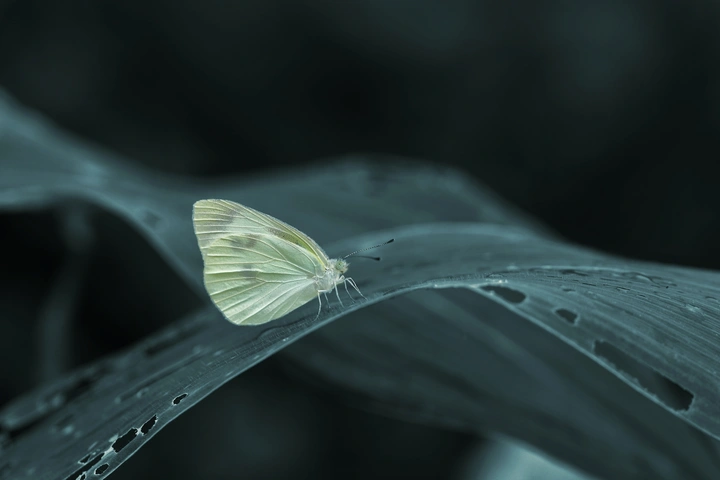 学院点评•菜粉蝶