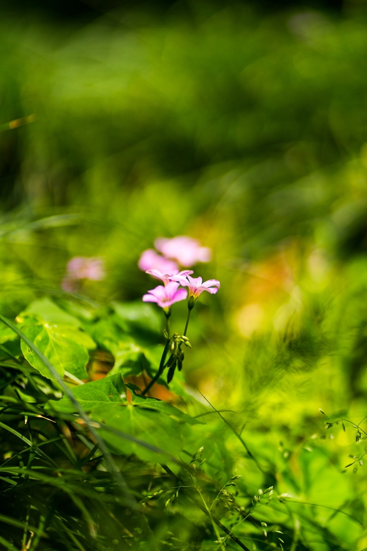 路边的野花