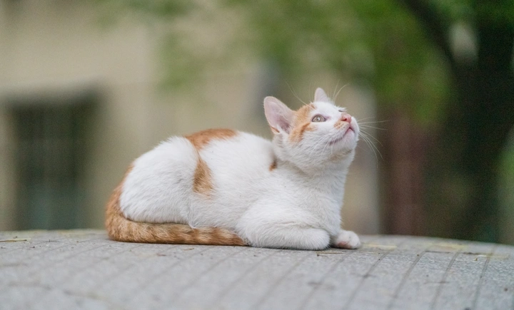 想心思的猫