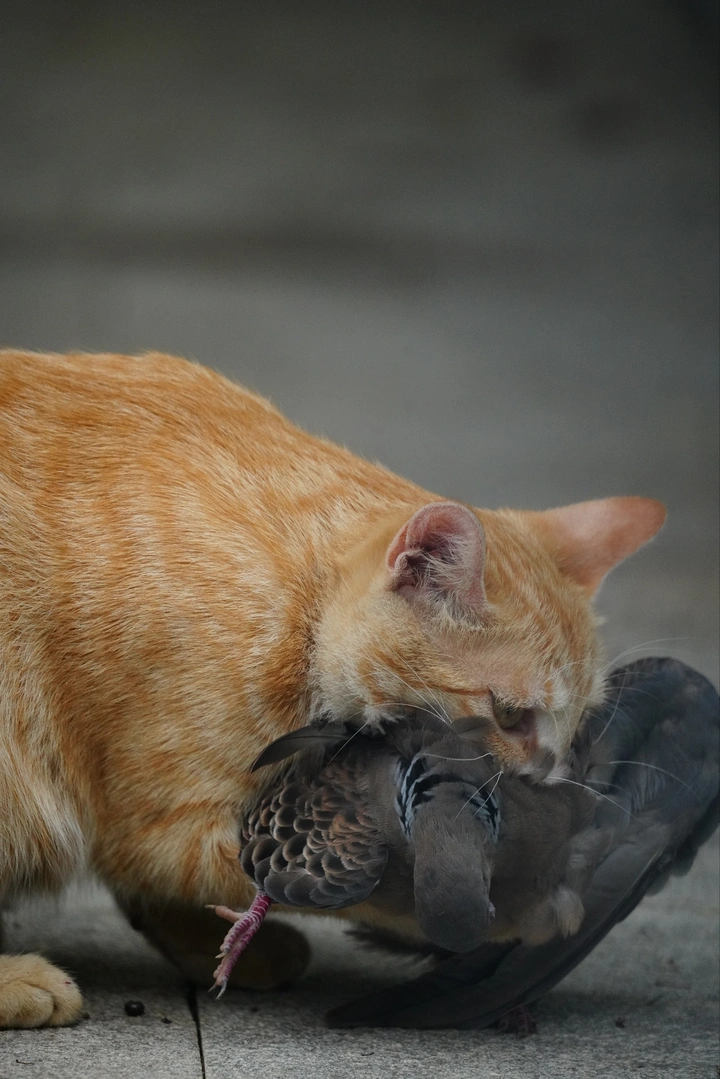 猎杀时刻