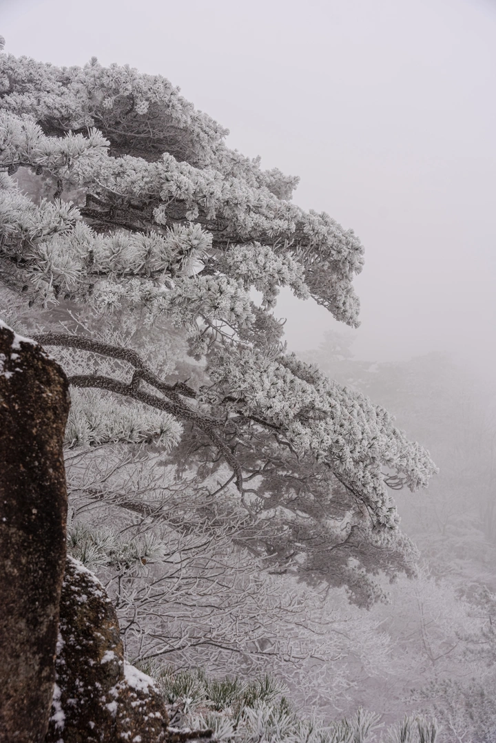 崖上雪松