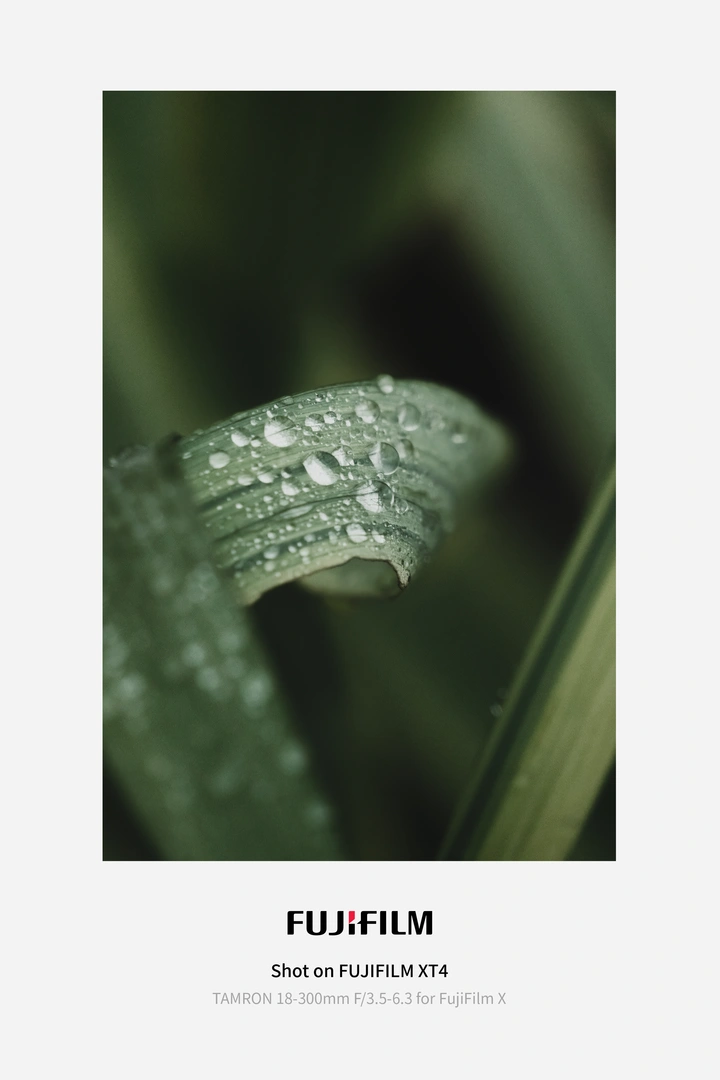 春雨薄雾里的露珠