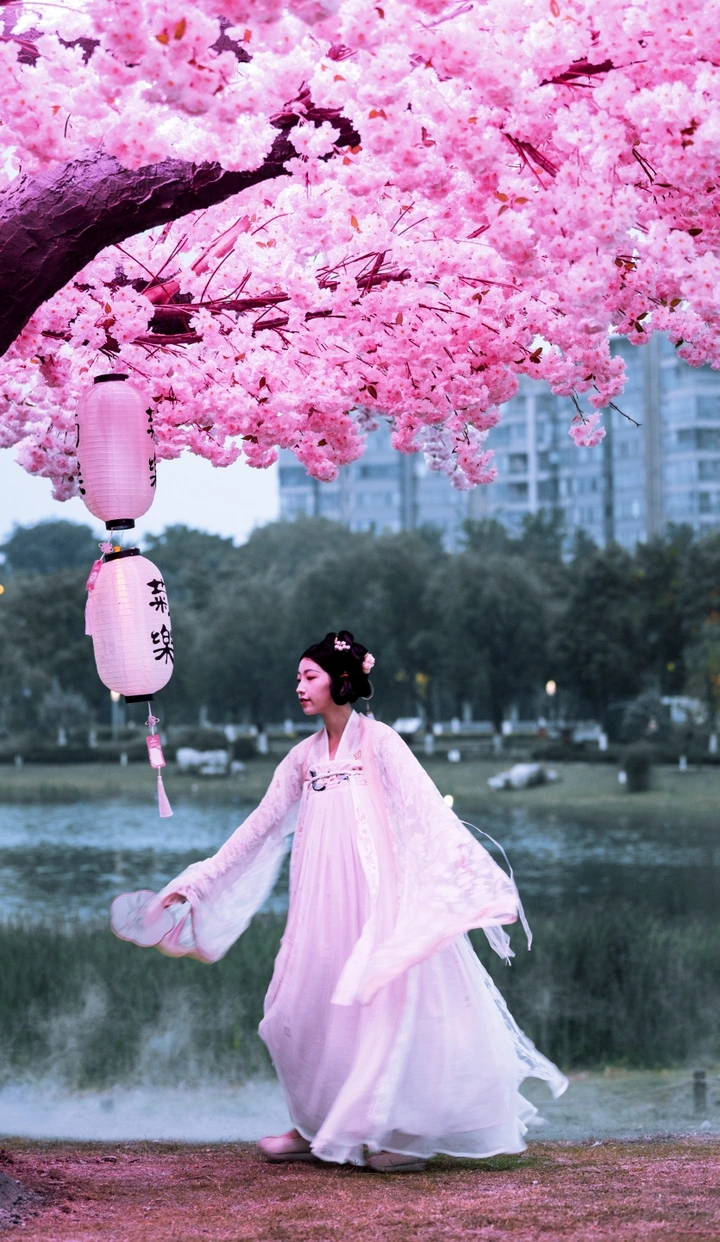 成都网红樱花树