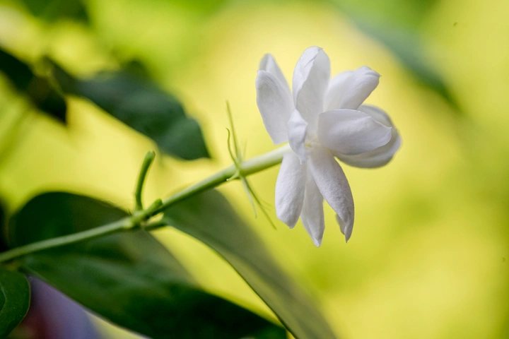 好一朵美丽的茉莉花