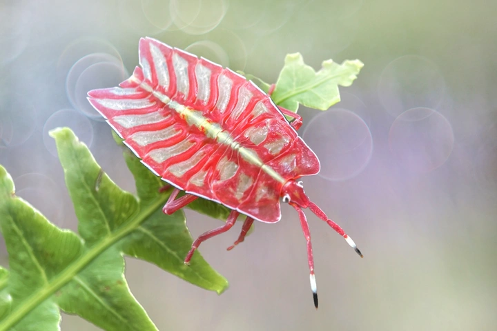 茘蝽