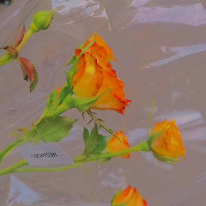 自动贩卖机里的花束