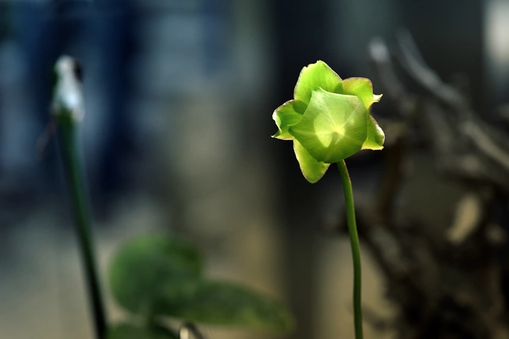 奇花异草