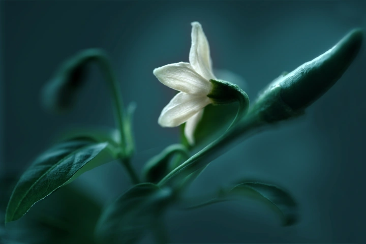 辣椒花