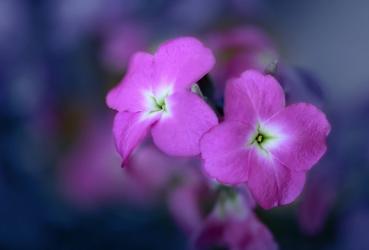 小草花