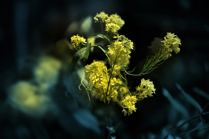 黄花