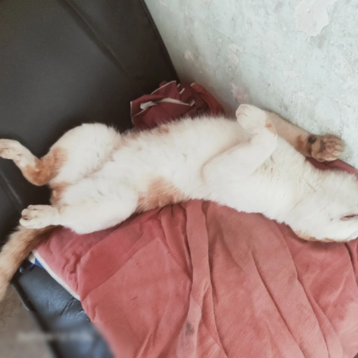 猫猫猫猫