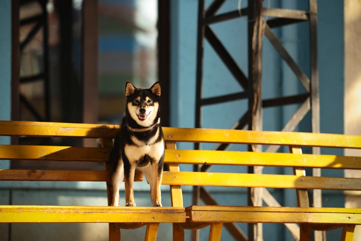 长椅上的柴犬