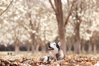 躺在公园树叶里的狗