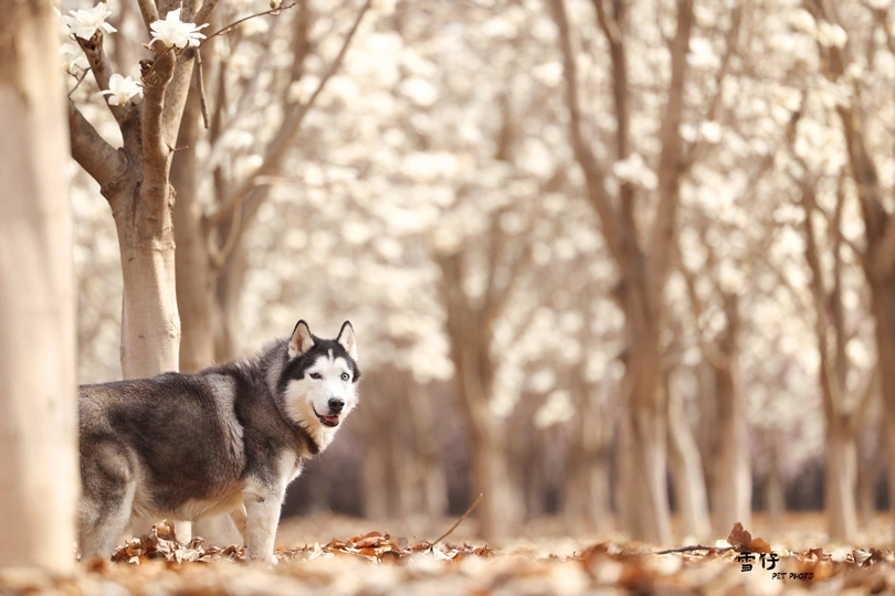 穿过有树的森林的狗