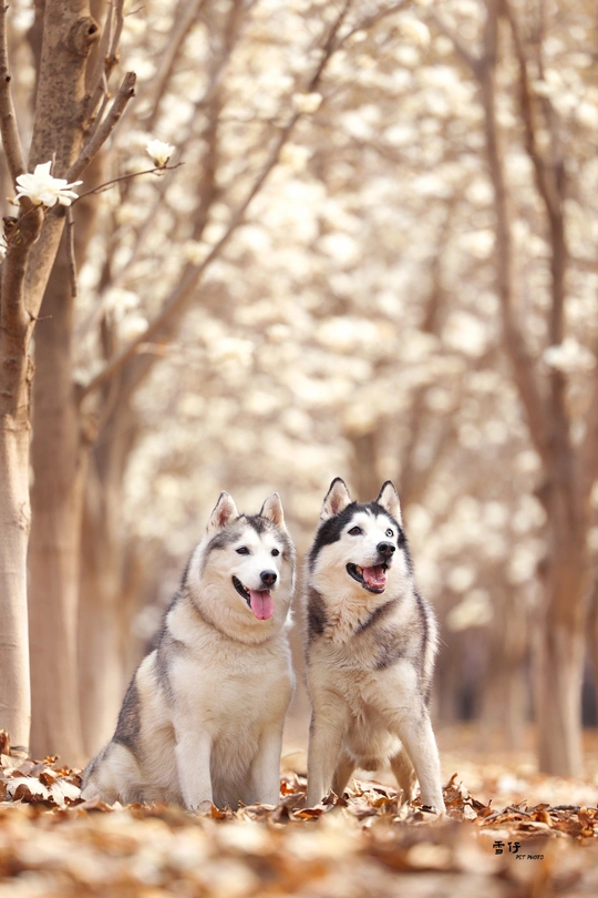 森林里并排站着的两只狗