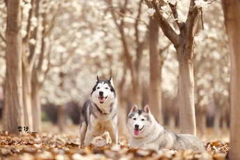 坐在树叶里的两只狗