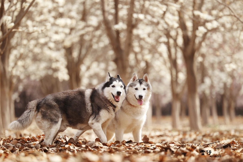 一对狗在地上和树上长满树叶的森林里散步