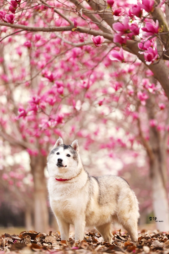 一只白色的狗站在一棵开着粉红色花朵的树前