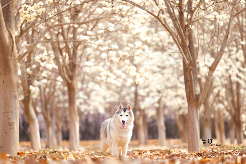 一只白色的狗站在森林中央