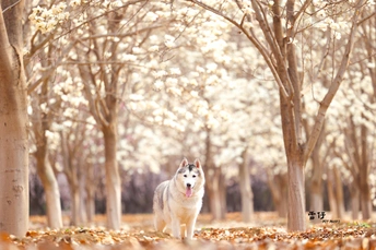 一只白色的狗站在森林中央