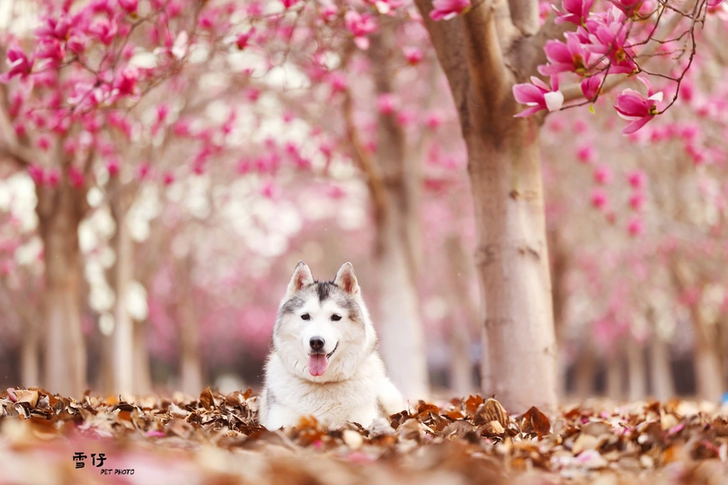 一只白色的狗在粉红色的花朵中间的照片