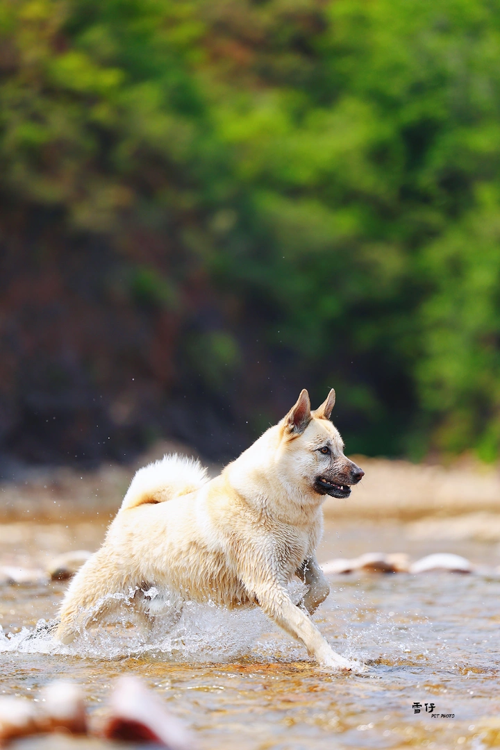 狗狗的夏天正确打开方式