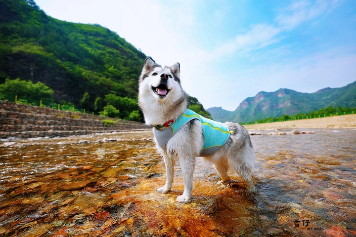 夏日嬉水的哈士奇