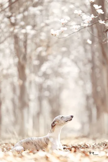 一只白色的 greyhound 在雪中
