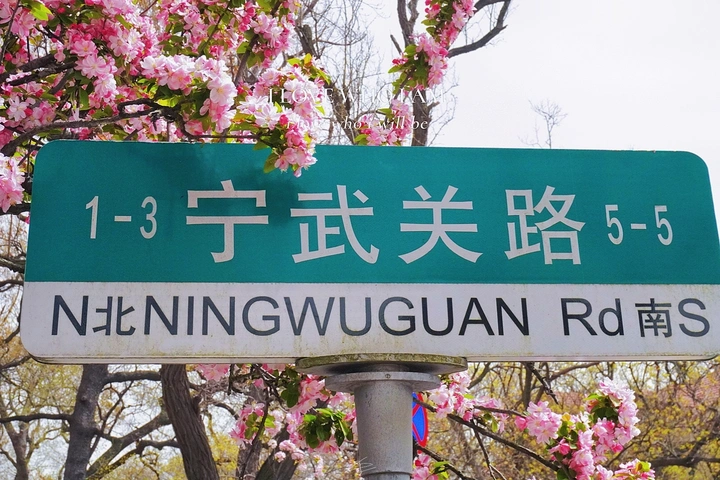 海棠花开