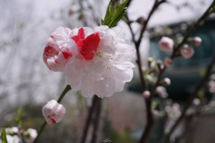 海棠花开