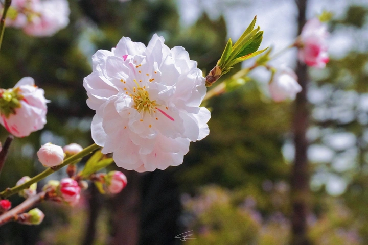 海棠花开