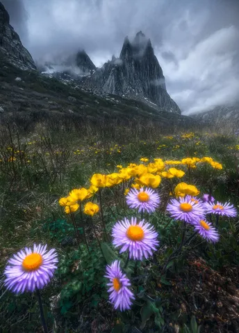 紫色的野花和黄色的花朵在一个美丽的田野里